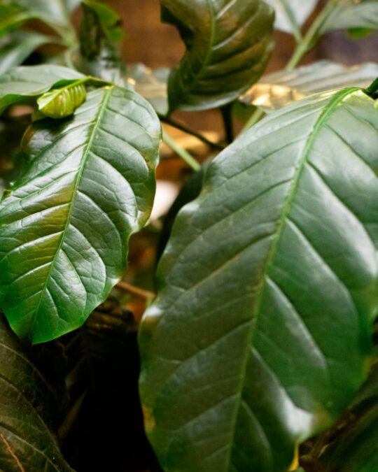 Planta de café en San Luis Potosí